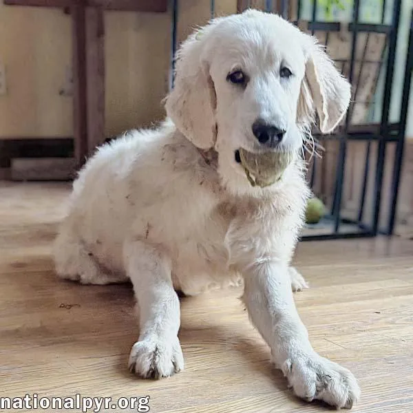 A baby large-sized male White / Cream Great Pyrenees dog named Crispin in VA for adoption in Beacon, NY