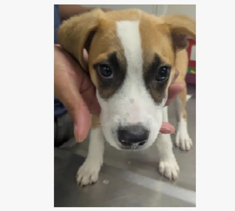 A baby medium-sized female Shepherd dog named Indy for adoption in Thornton, CO