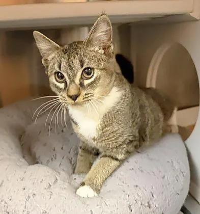 A young small-sized male Tabby (Brown / Chocolate) Domestic Short Hair cat named Mr. Mittens for adoption in Nashville, TN