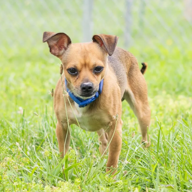 An adult small-sized male Brown / Chocolate Chihuahua dog named Diesel for adoption in Wilmington, DE