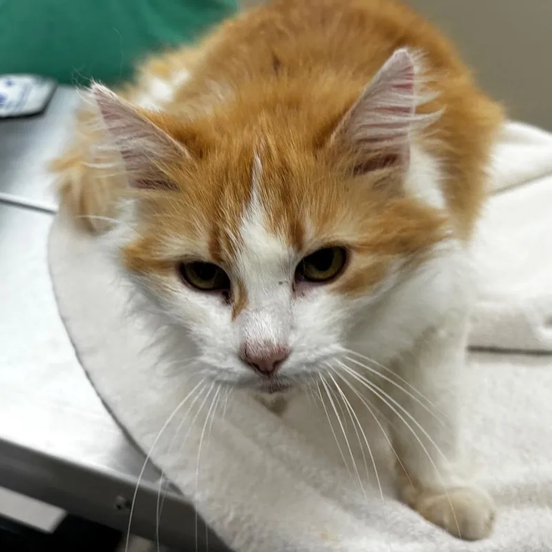 An adult medium-sized female White Domestic Long Hair cat named Gypsy Rose for adoption in Shinnston, WV