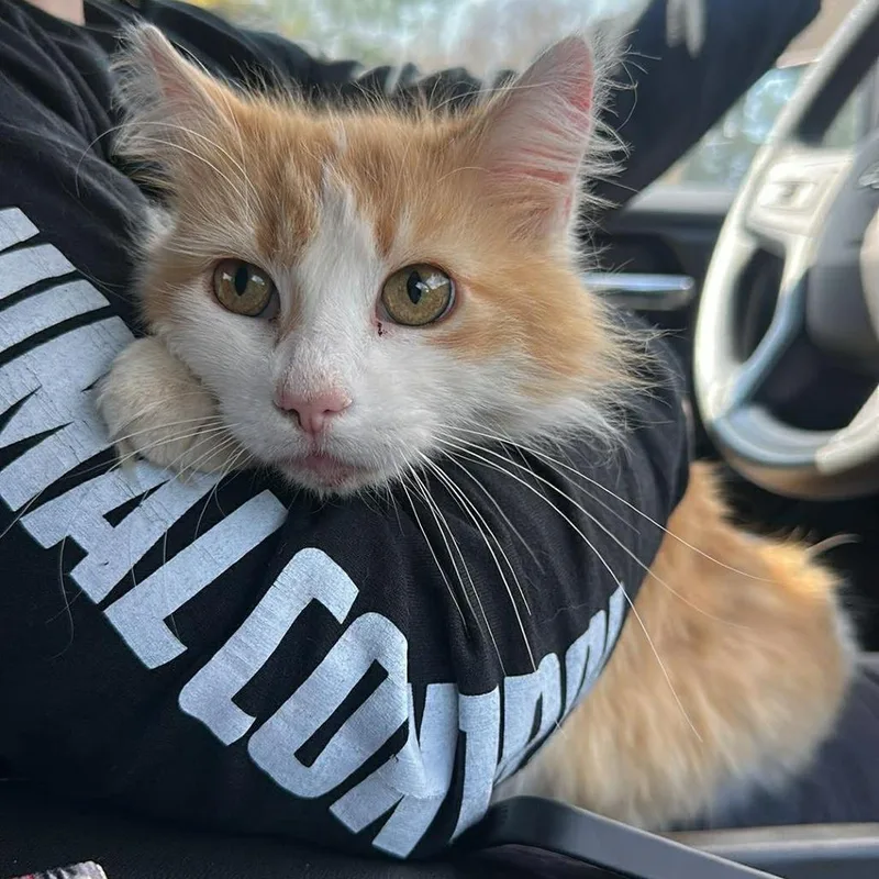 Gypsy Rose thumbnail 2