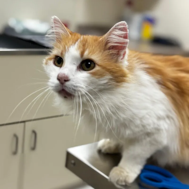 Gypsy Rose thumbnail 3