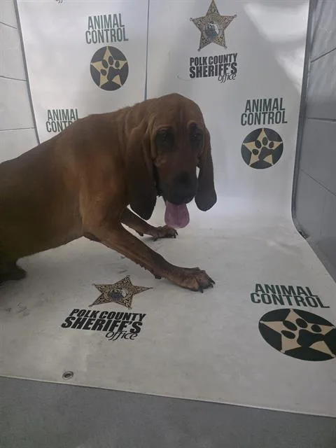 An adult large-sized male Bloodhound dog named Mcgruff for adoption in Winter Haven, FL