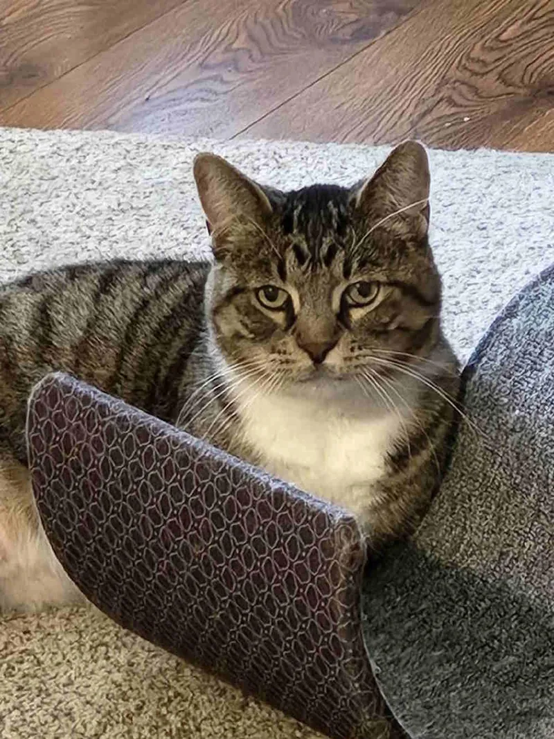 A senior medium-sized female Tabby (Gray / Blue / Silver) Tabby cat named Mira for adoption in York, NE