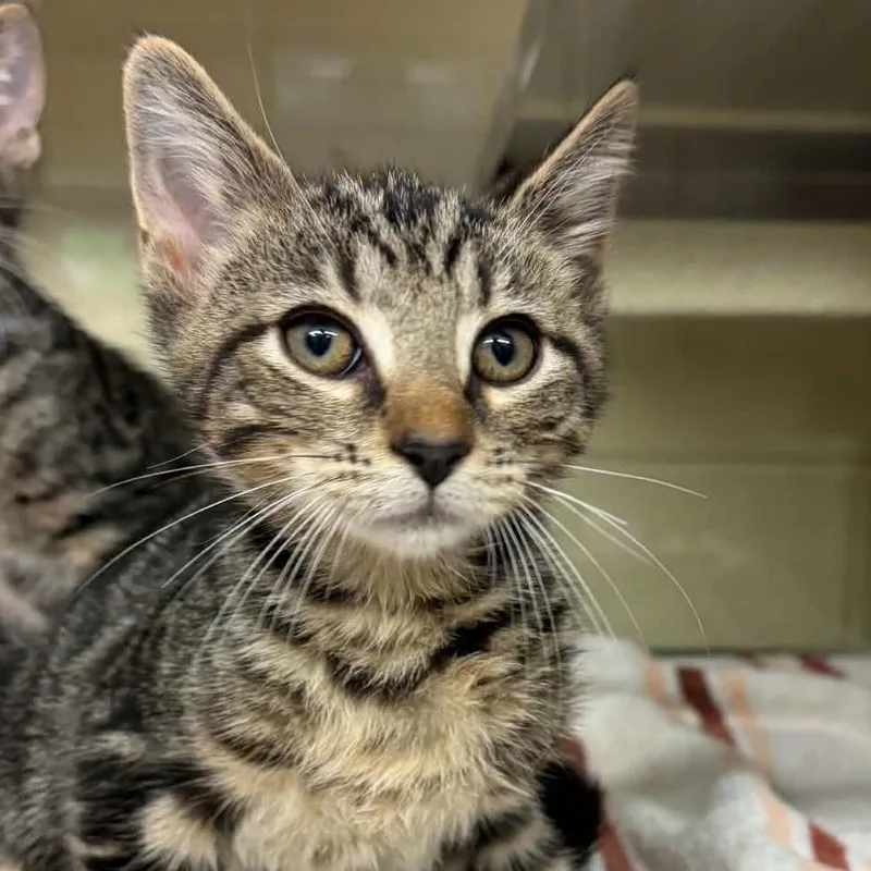 A baby small-sized male Brown / Chocolate Domestic Short Hair cat named Prowl for adoption in Concord, NC