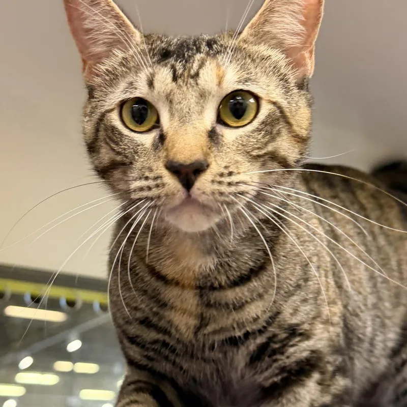 An adult medium-sized female Domestic Short Hair cat named Ashley for adoption in Temecula, CA