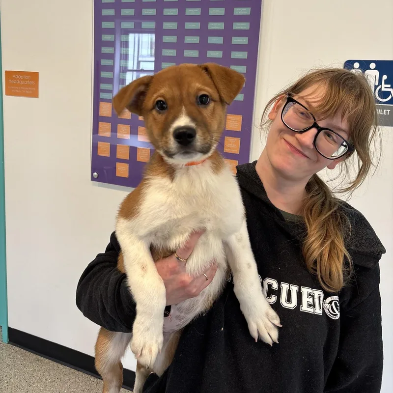 A baby medium-sized male Shepherd dog named Bentley for adoption in Chicago, IL