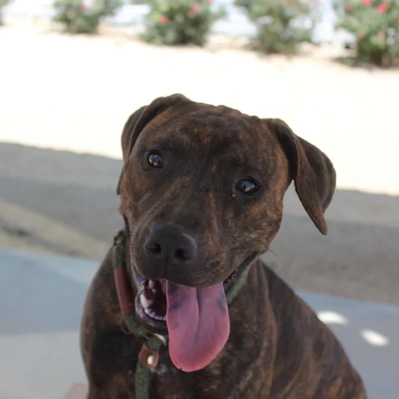 A young medium-sized female Brindle Pit Bull Terrier dog named Penelope for adoption in Yucca Valley, CA