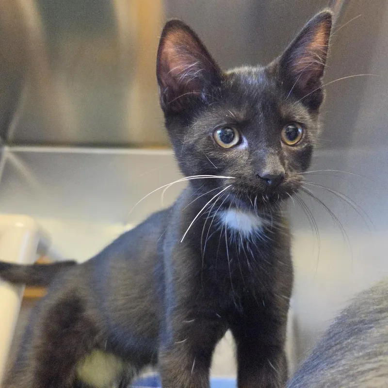 A baby small-sized male Black Domestic Short Hair cat named Van Helsing for adoption in Rock Falls, IL