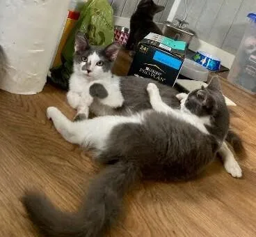 A baby medium-sized male Domestic Medium Hair cat named Clarence & Leonard for adoption in Acworth, GA