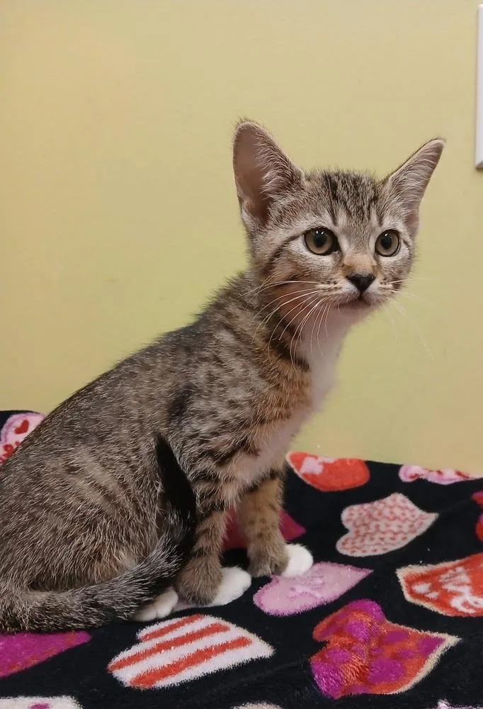 A baby small-sized female Domestic Short Hair cat named Iris for adoption in Dickson, TN