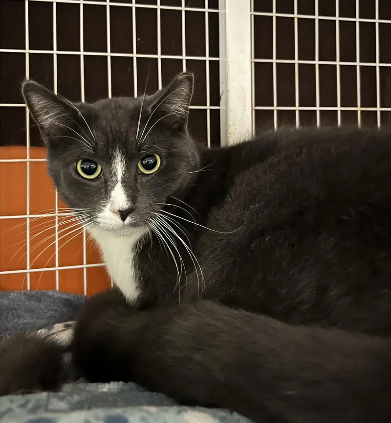 A young medium-sized male Gray & White Domestic Short Hair cat named Moose for adoption in Blasdell, NY