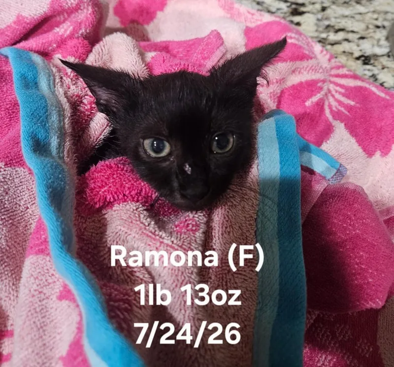 A baby small-sized female Domestic Short Hair cat named Ramona for adoption in Darien, GA