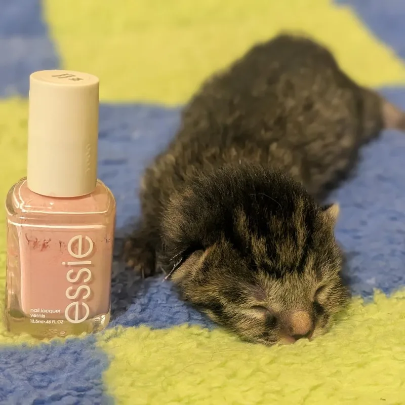 A baby small-sized female Brown / Chocolate Domestic Short Hair cat named Evangeline for adoption in Brownsboro, AL