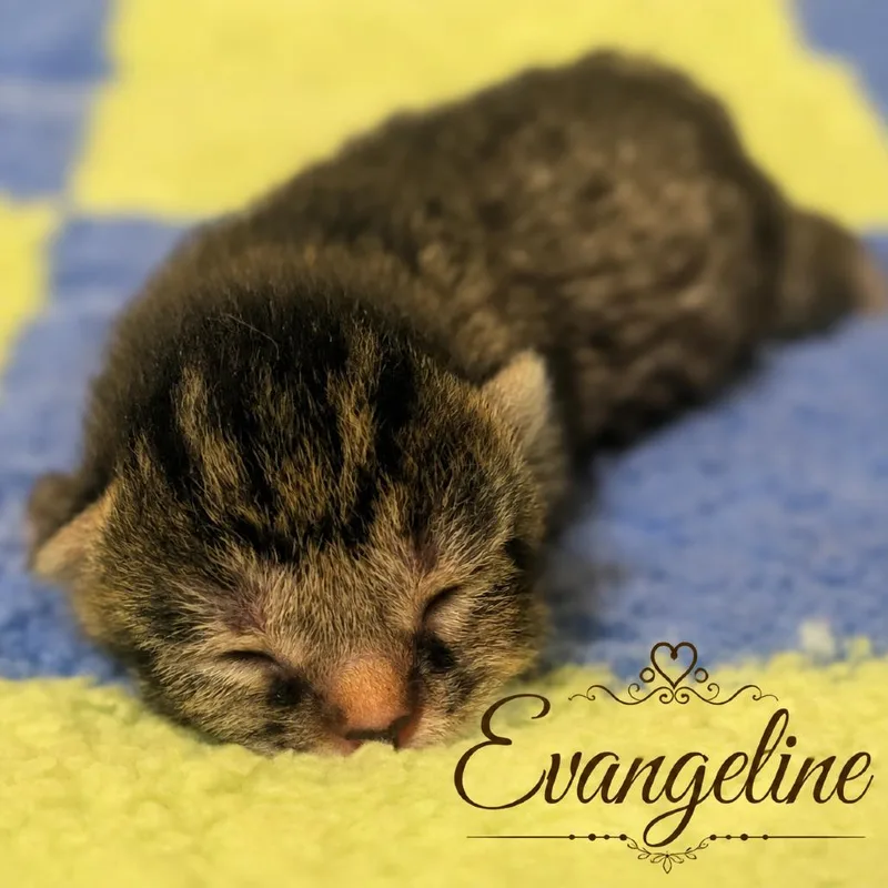Evangeline thumbnail 2