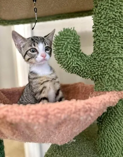 A baby small-sized male Domestic Short Hair cat named Snap for adoption in Fort Worth, TX