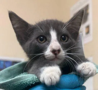 A baby small-sized male Domestic Short Hair cat named Rocky Road for adoption in Honolulu, HI