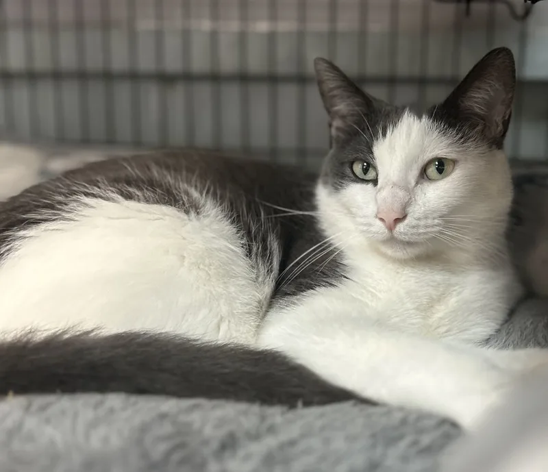 An adult medium-sized female Gray & White Domestic Short Hair cat named Bader for adoption in Columbus, OH