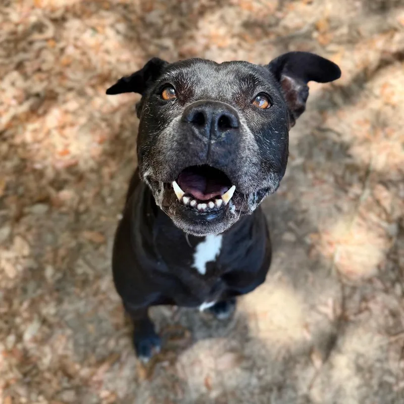 An adult large-sized female Black Mixed Breed dog named Shellie for adoption in Milton, FL