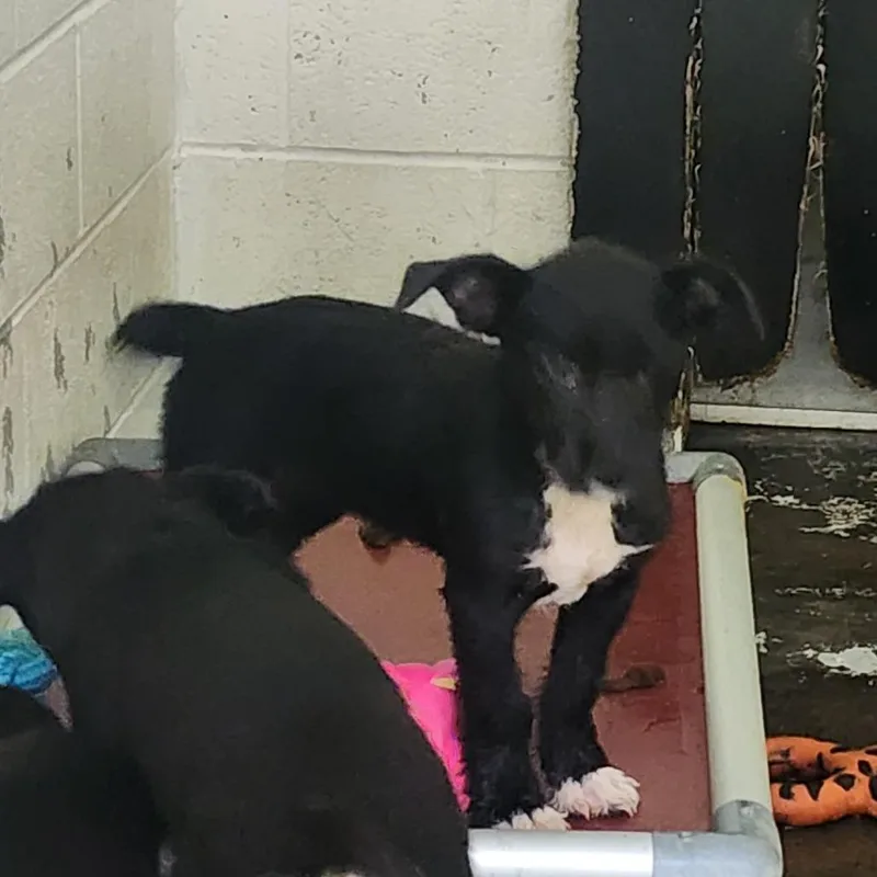 A baby small-sized female Black Terrier dog named Alma for adoption in Evensville, TN