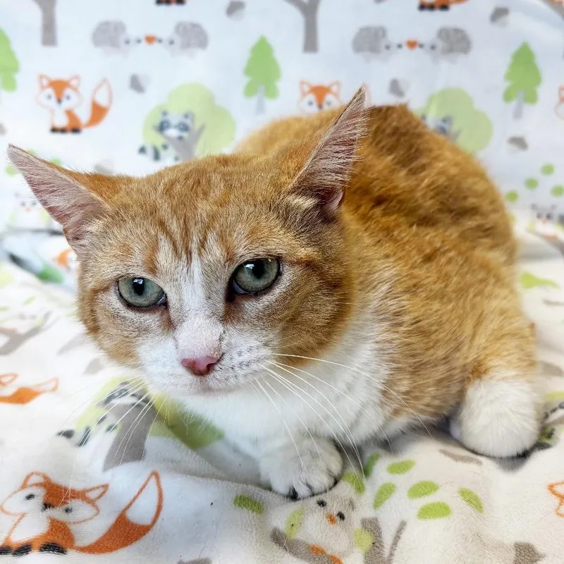 A young medium-sized female Orange / Red Domestic Short Hair cat named Mama Bear for adoption in Mount Juliet, TN