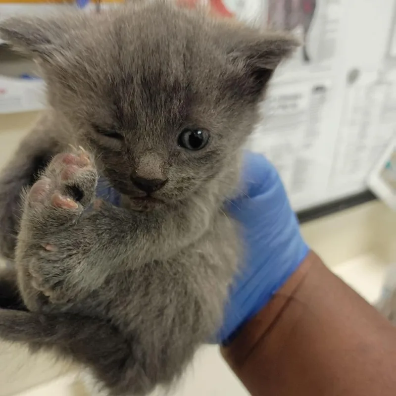 A baby small-sized male Gray / Blue / Silver Domestic Short Hair cat named Fredo for adoption in Lynchburg, VA