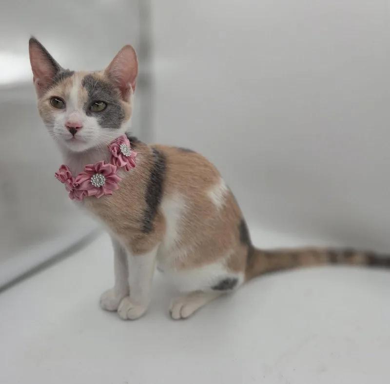 A baby medium-sized female Domestic Short Hair cat named Winnie for adoption in Magnolia Springs, AL