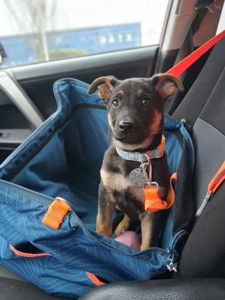 A young large-sized female German Shepherd Dog dog named Annie for adoption in Modesto, CA