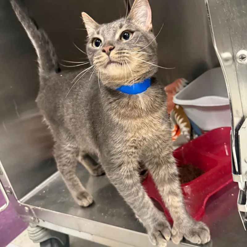 A young medium-sized male Gray / Blue / Silver Domestic Short Hair cat named Spencer for adoption in Spokane, WA