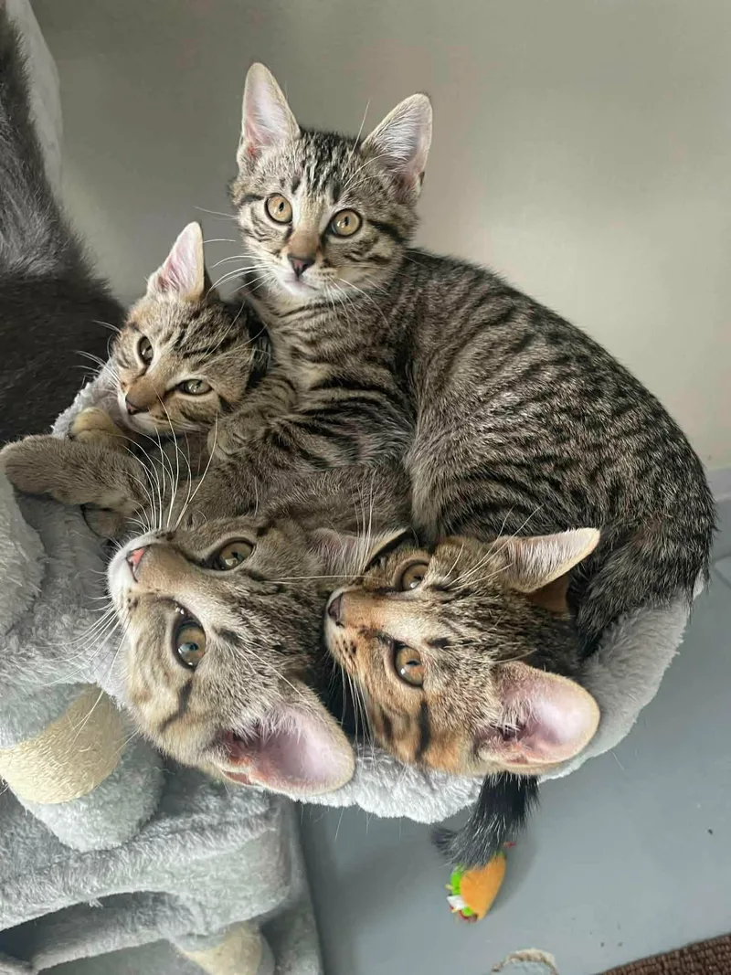 A baby medium-sized female Tabby (Gray / Blue / Silver) Domestic Short Hair cat named Rosemary for adoption in Manhattan, KS