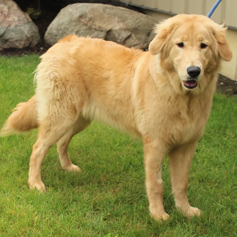 A young large-sized female Golden Retriever dog named Auri for adoption in Eaton, OH