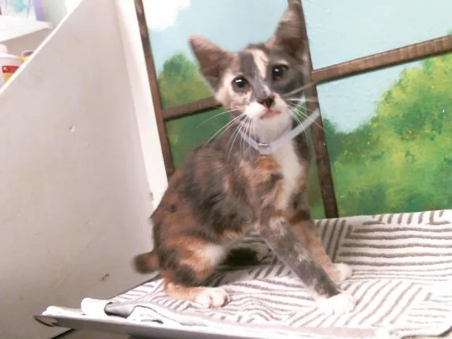 A baby small-sized female Domestic Short Hair cat named Sirena for adoption in Houston, TX