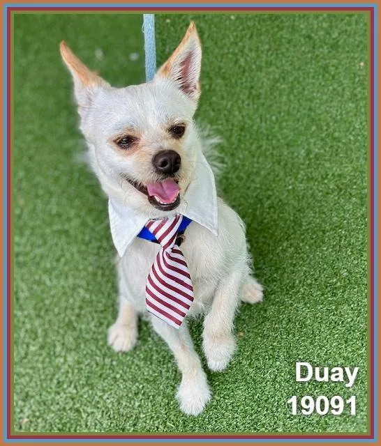 An adult small-sized male White / Cream Chihuahua dog named Duay for adoption in Marietta, GA