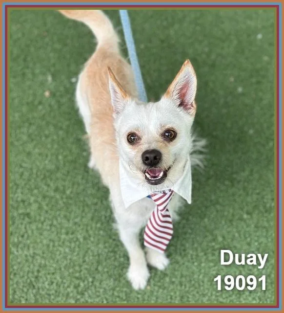 Duay thumbnail 2