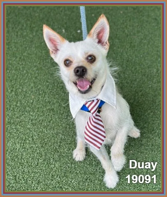 Duay thumbnail 3