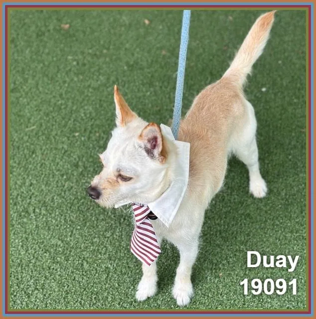 Duay thumbnail 4
