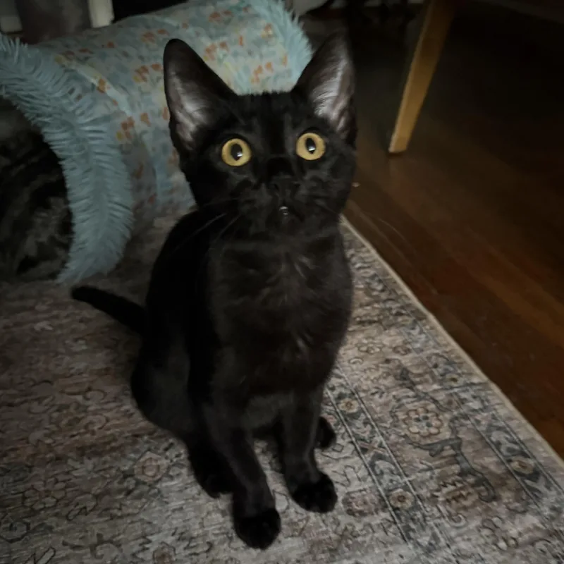 A baby medium-sized female Tabby (Brown / Chocolate) Domestic Short Hair cat named Faith & Fifi for adoption in Liverpool, TX