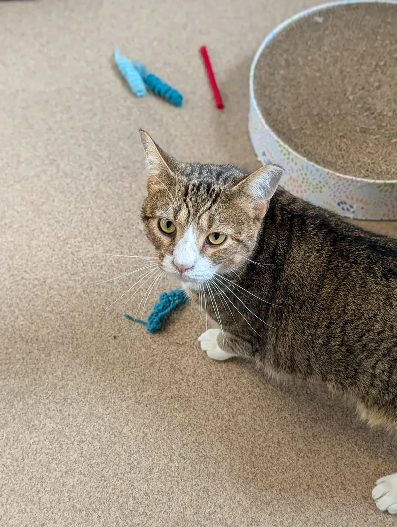 An adult large-sized male Tabby (Brown / Chocolate) Domestic Short Hair cat named Malone for adoption in Chambersburg, PA