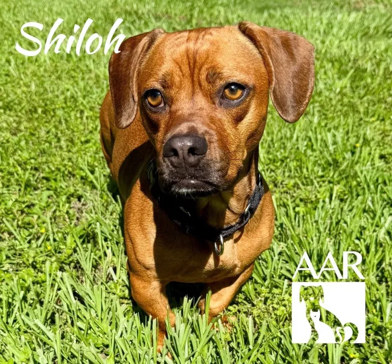 A young large-sized male Dachshund dog named Shiloh for adoption in Magnolia, TX