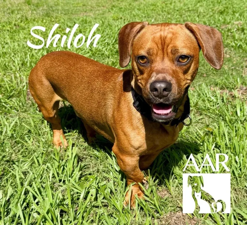 Shiloh thumbnail 2