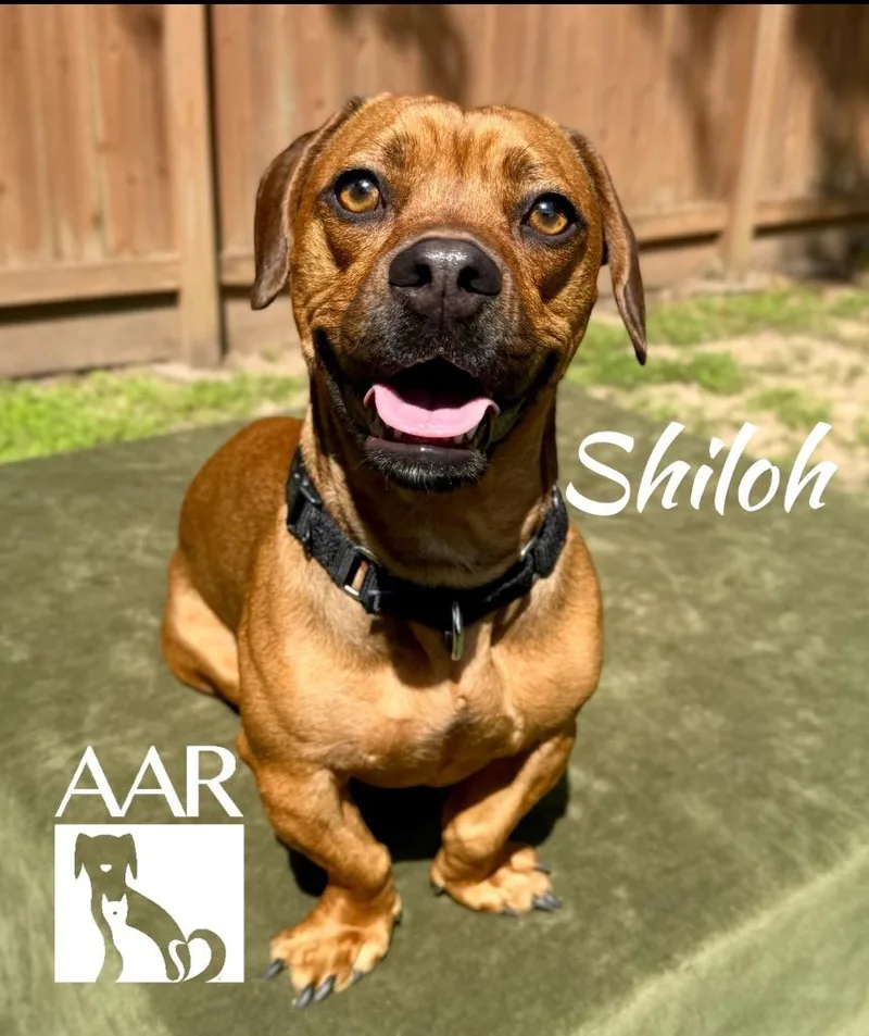 Shiloh thumbnail 3