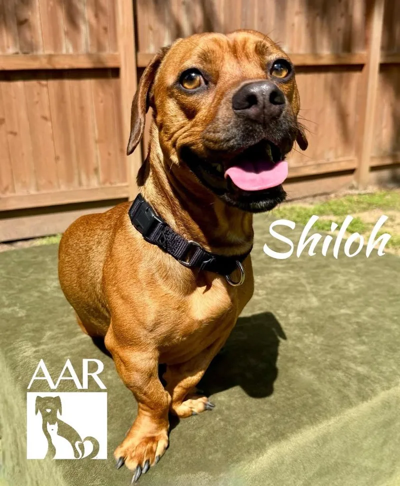 Shiloh thumbnail 4