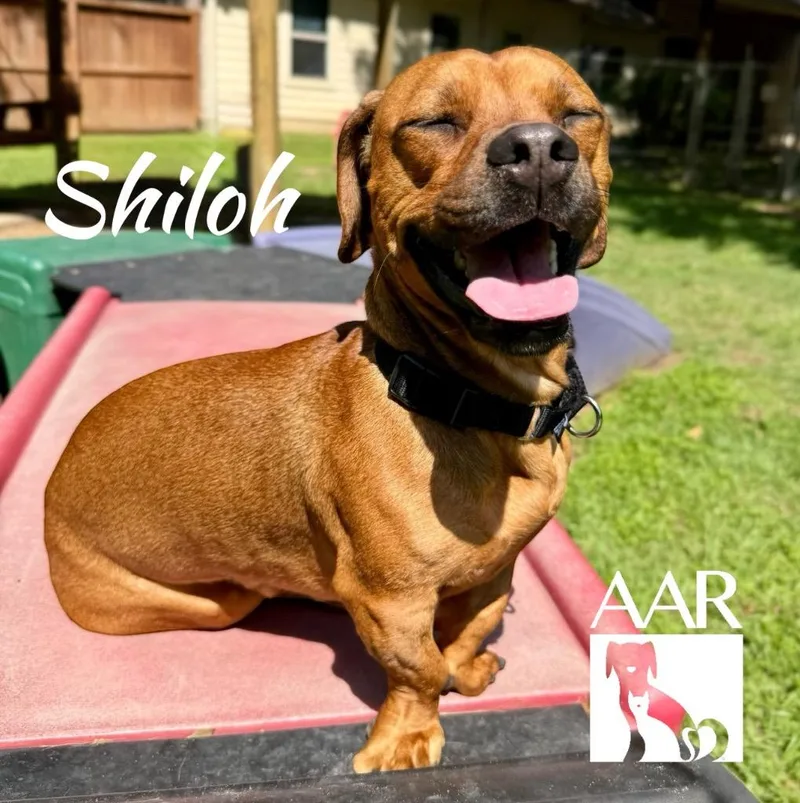 Shiloh thumbnail 5