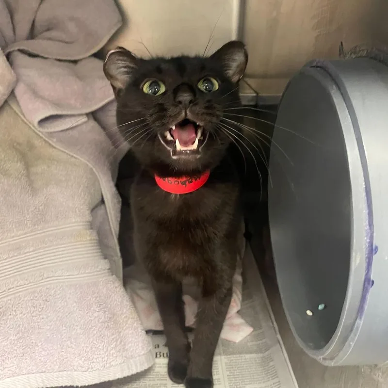 An adult medium-sized female Black Domestic Short Hair cat named Mahogany for adoption in Chicago, IL