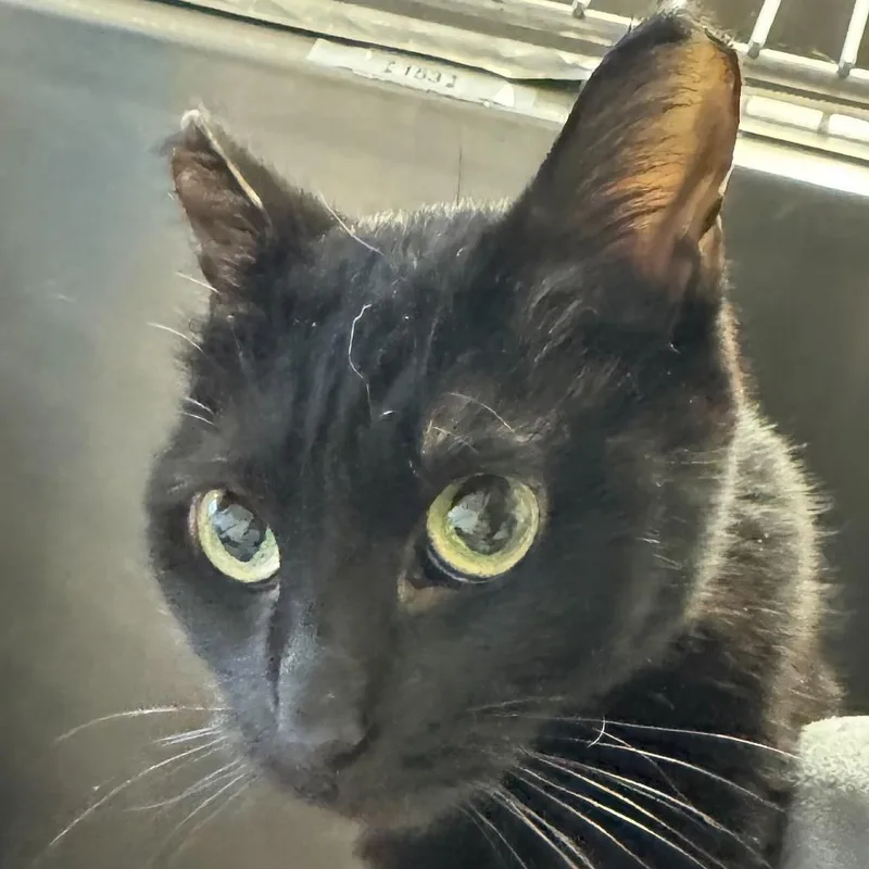 Mahogany thumbnail 2