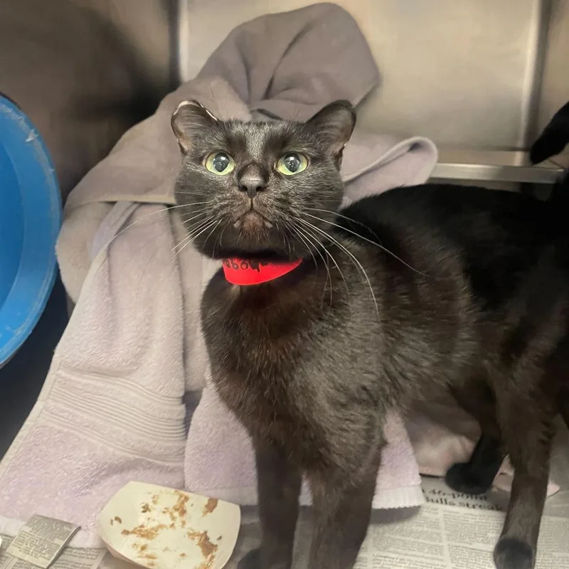 Mahogany thumbnail 3