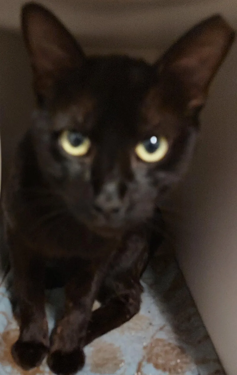 An adult large-sized male Domestic Short Hair cat named Blackie for adoption in Phoenix, AZ