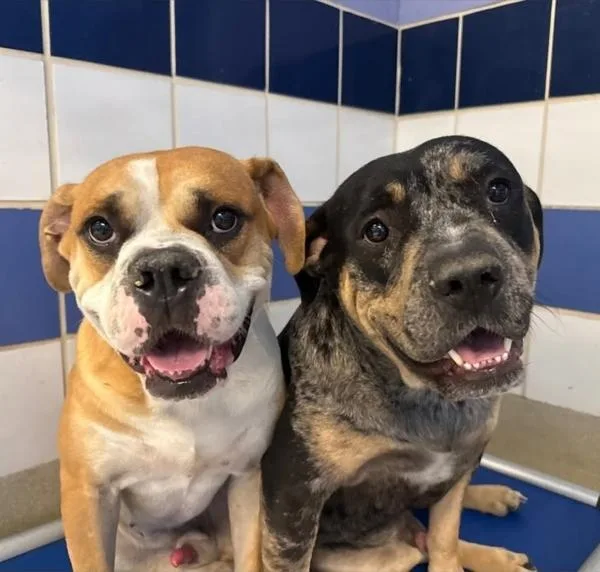 A young large-sized male Boxer dog named Sarge for adoption in Austin, TX