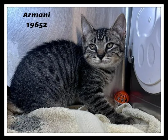 A baby medium-sized male Tabby (Gray / Blue / Silver) Domestic Short Hair cat named Armani for adoption in Marietta, GA